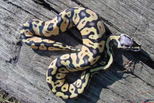Super Pastel Shed 2