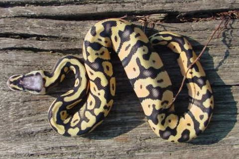 Super Pastel Shed 1