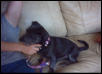 Phoebe #2