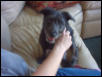 Phoebe