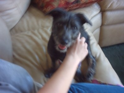 Phoebe