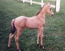 Senero - Paso Fino