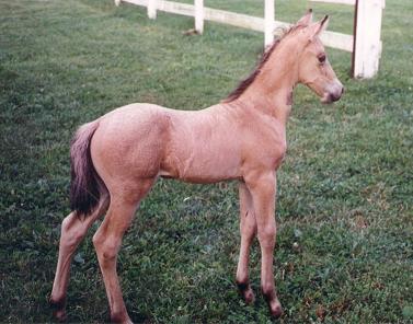 Senero - Paso Fino