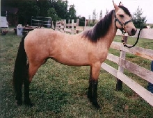 Isabella - Paso Fino