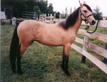Isabella - Paso Fino