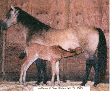 LaNanne & Tres Sietes