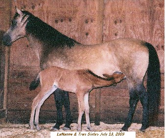 LaNanne & Tres Sietes