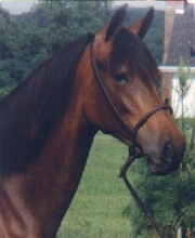 Mariah - Paso Fino