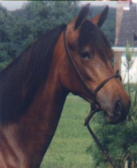 Mariah - Paso Fino