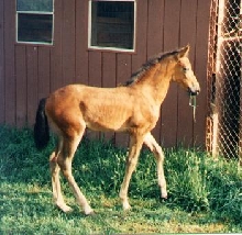 Mariah - Paso Fino