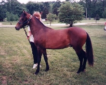 Mirage - Paso Fino
