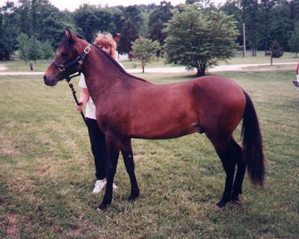 Mirage - Paso Fino
