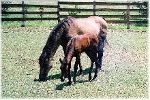 LaNanne & Galtero