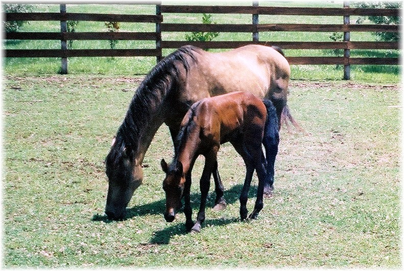 LaNanne & Galtero