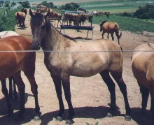 Nina Yearling