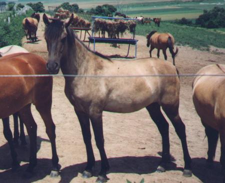 Nina Yearling