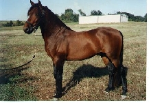 PJ - Paso Fino