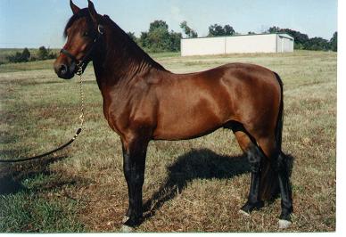PJ - Paso Fino