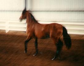 PJ - Paso Fino