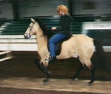 Brad - Paso Fino