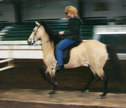 Brad - Paso Fino