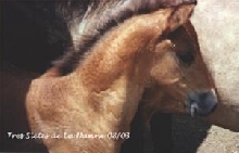 Tres Siete - Paso Fino