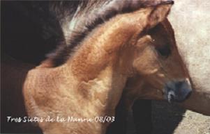 Tres Siete - Paso Fino