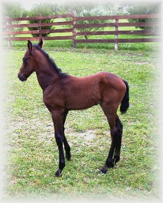 Petrolero Colt