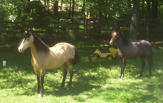 Paso Fino