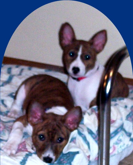 Brindle Kids 9 weeks