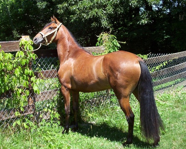Paso Fino Filly