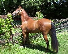 Paso Fino Filly