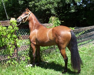 Paso Fino Filly