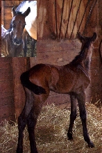 Petrolero Colt - 5 hours