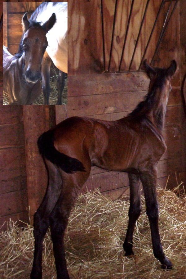 Petrolero Colt - 5 hours