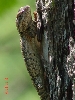Lizard