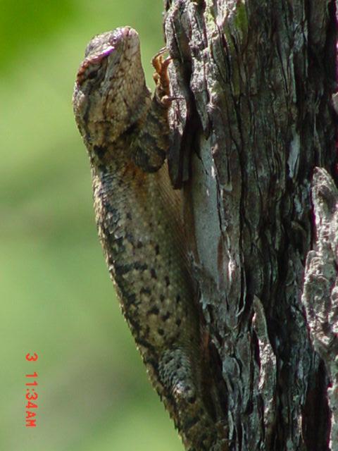 Lizard