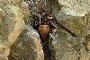 Copperhead Cutie
