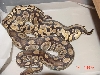 PastelBreeding