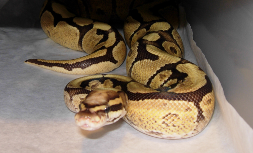 Vanilla Male