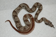 First HOTLEY to shed