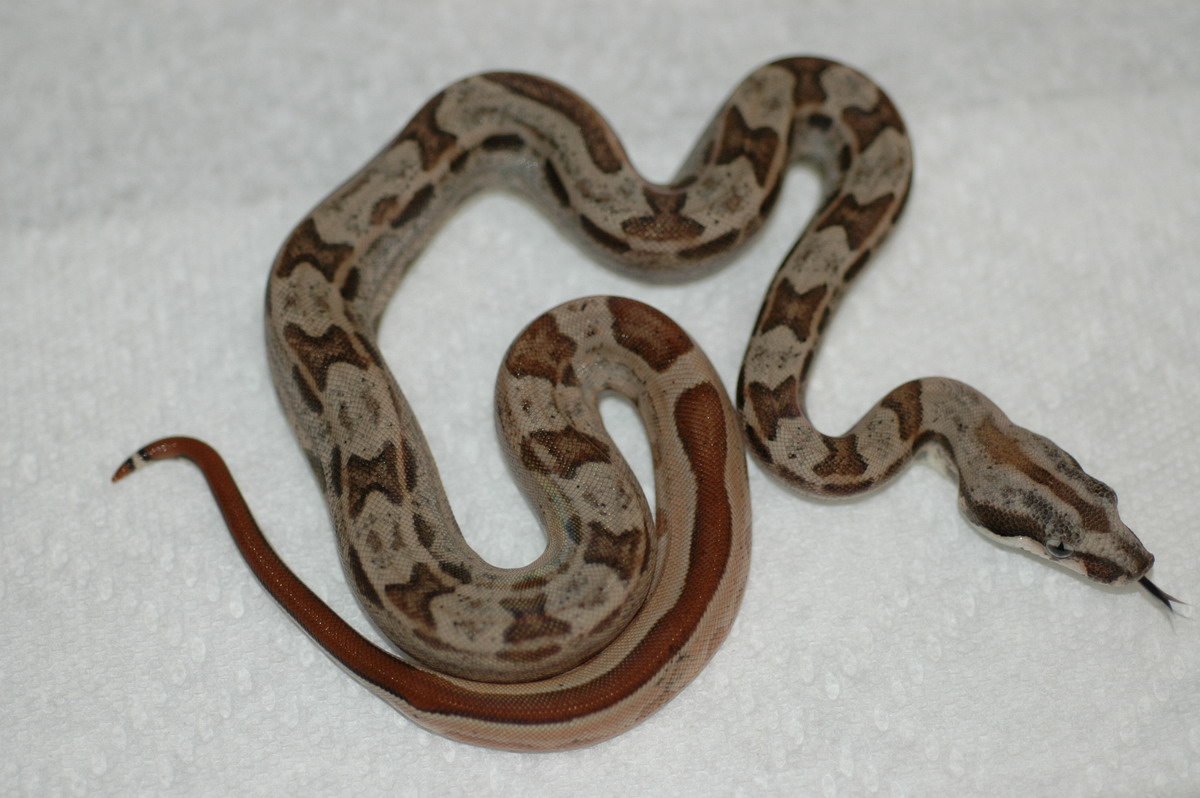 First HOTLEY to shed