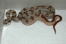 HOTLEY first to shed 2