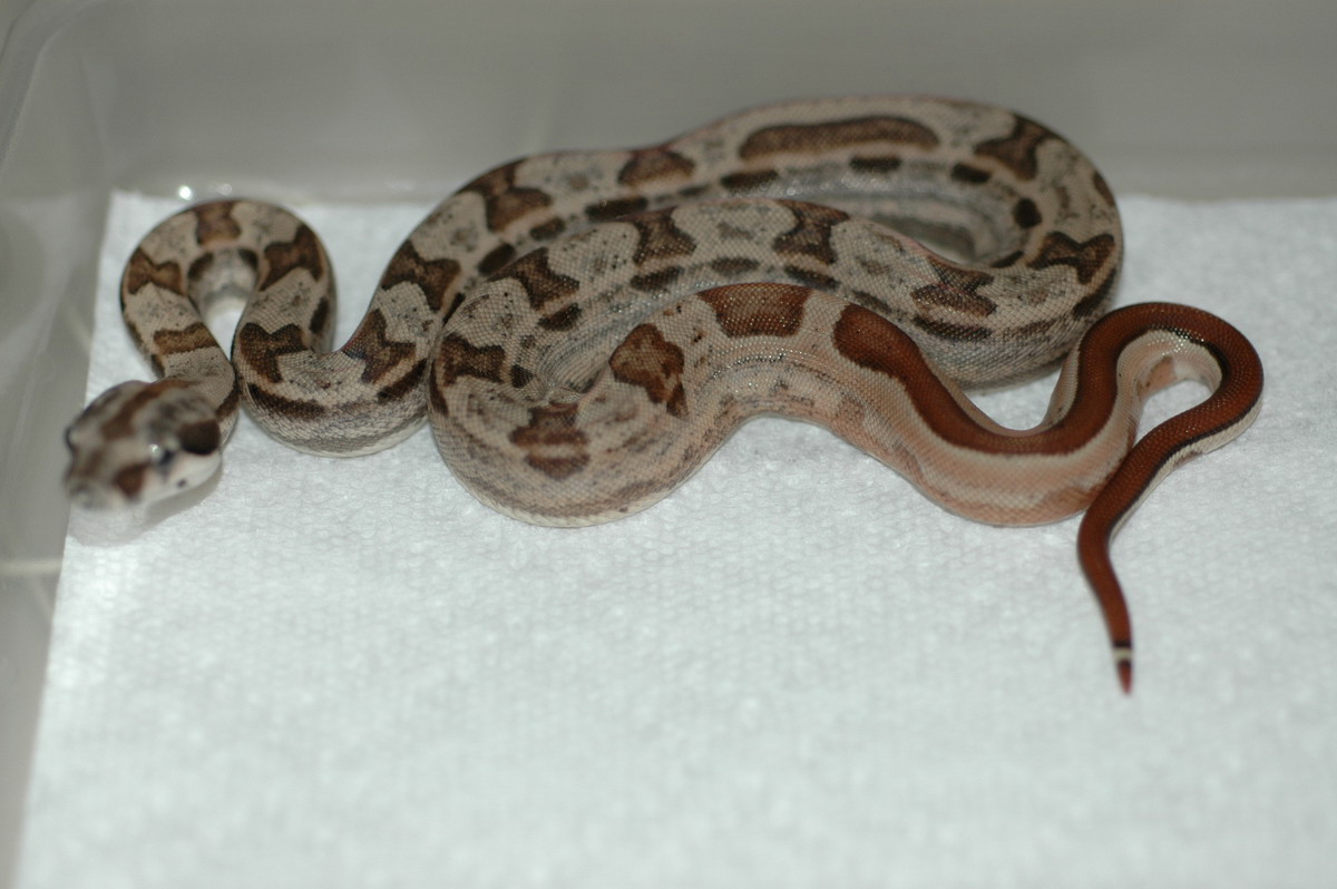 HOTLEY first to shed 2