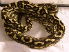 JUNGLE CARPET