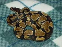 2004 Male Ball Python (close-up)