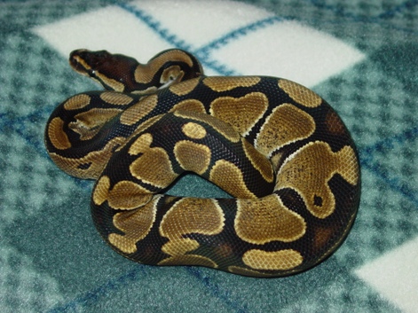2004 Male Ball Python (close-up)