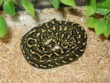 2005 Male Andrew Hare Jungle Carpet Python--January