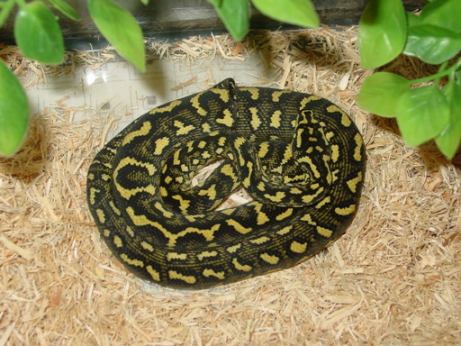 2005 Male Andrew Hare Jungle Carpet Python--January