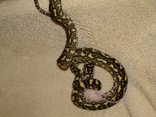 Hare Jungle Constricting Rat